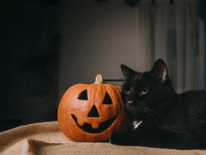 ハロウィンのカボチャと黒猫