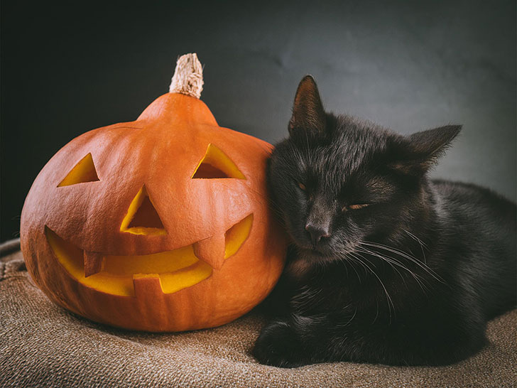 ハロウィンのカボチャと黒猫