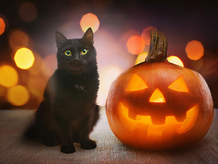 ハロウィンのカボチャと黒猫