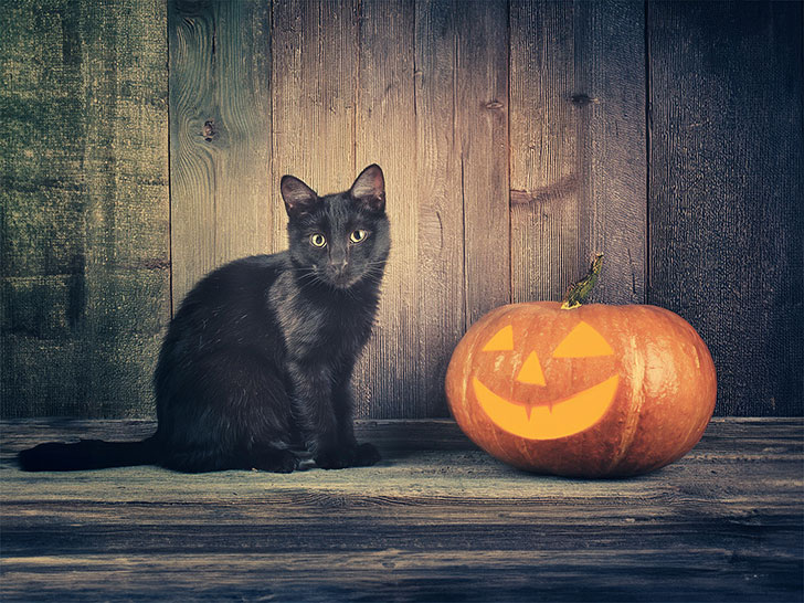 ハロウィンのカボチャと黒猫