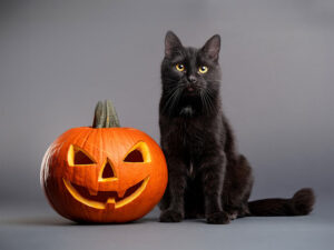 ハロウィンのカボチャと黒猫