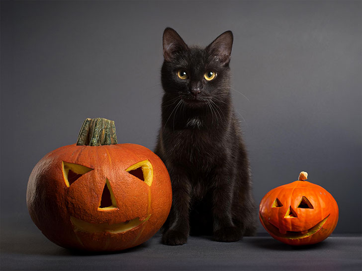 ハロウィンのカボチャと黒猫