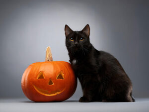 ハロウィンのカボチャと黒猫