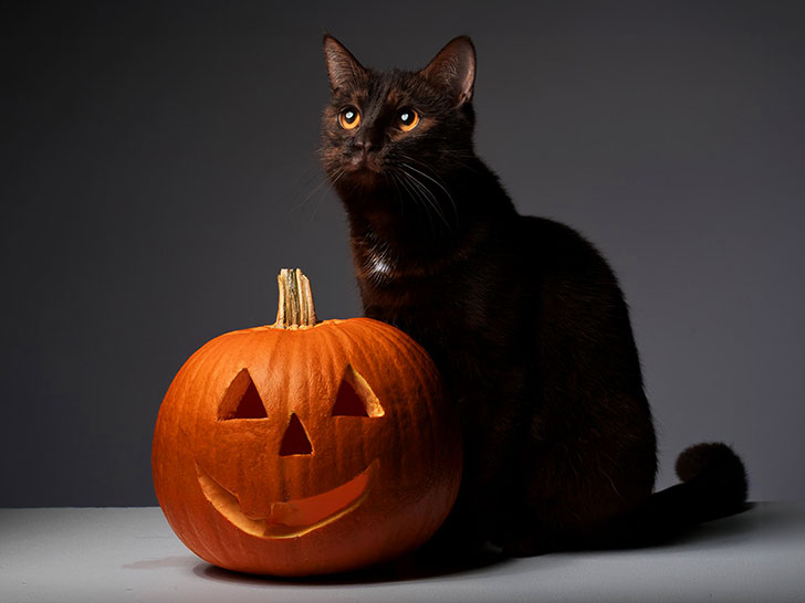 ハロウィンのカボチャと黒猫