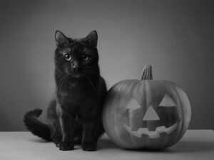 ハロウィンのカボチャと黒猫