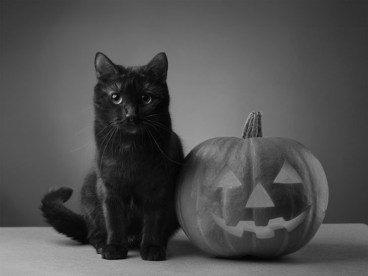 ハロウィンのカボチャと黒猫