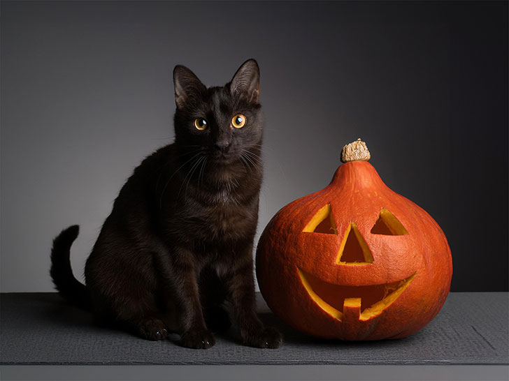 ハロウィンのカボチャと黒猫