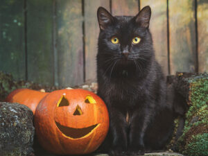 ハロウィンのカボチャと黒猫