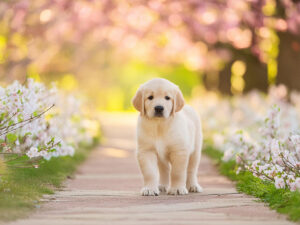 春の小道に立つかわいいラブラドールの子犬