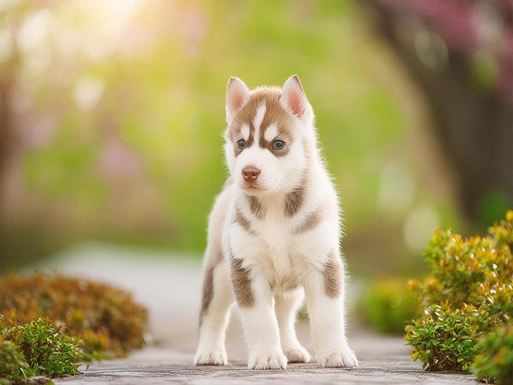 春の小道に立つかわいいハスキーの子犬