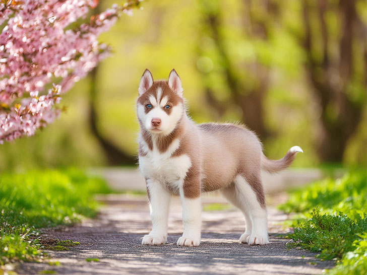 春の小道に立つかわいいハスキーの子犬