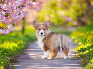 春の小道に立つかわいいコーギーの子犬