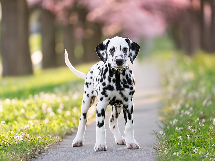 春の小道に立つかわいいダルメシアンの子犬