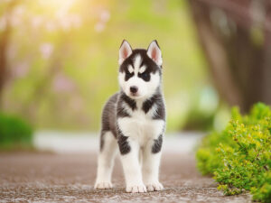 春の小道に立つかわいいハスキーの子犬