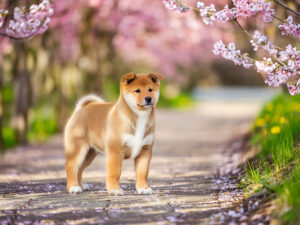 春の小道に立つかわいい柴犬の子犬