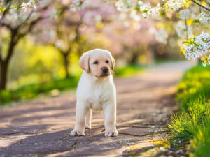 春の小道に立つかわいいラブラドールの子犬