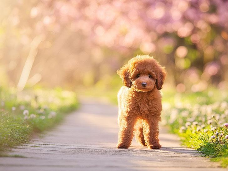 春の小道に立つかわいいトイプードルの子犬