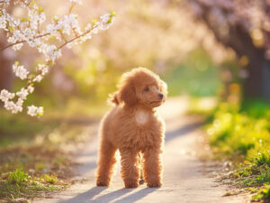 春の小道に立つかわいいトイプードルの子犬