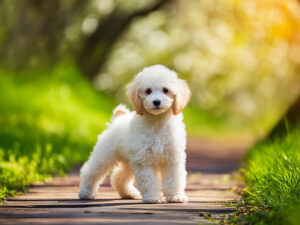 春の小道に立つかわいいトイプードルの子犬