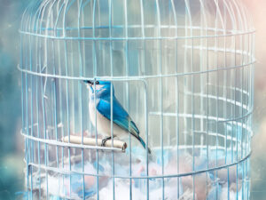 鳥かごの中のかわいい小鳥