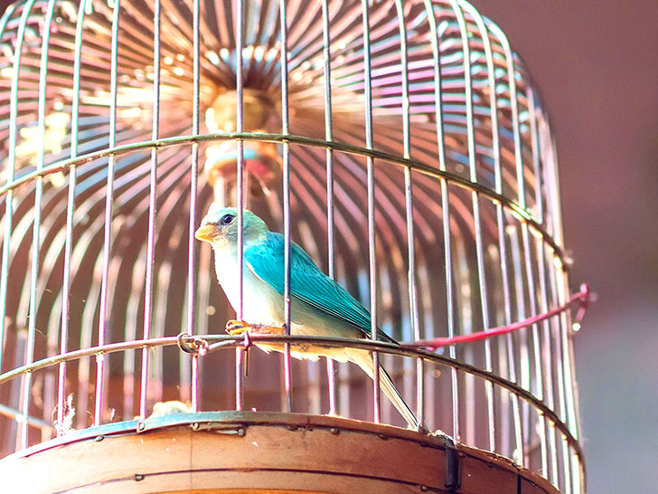 鳥かごの中のかわいい小鳥