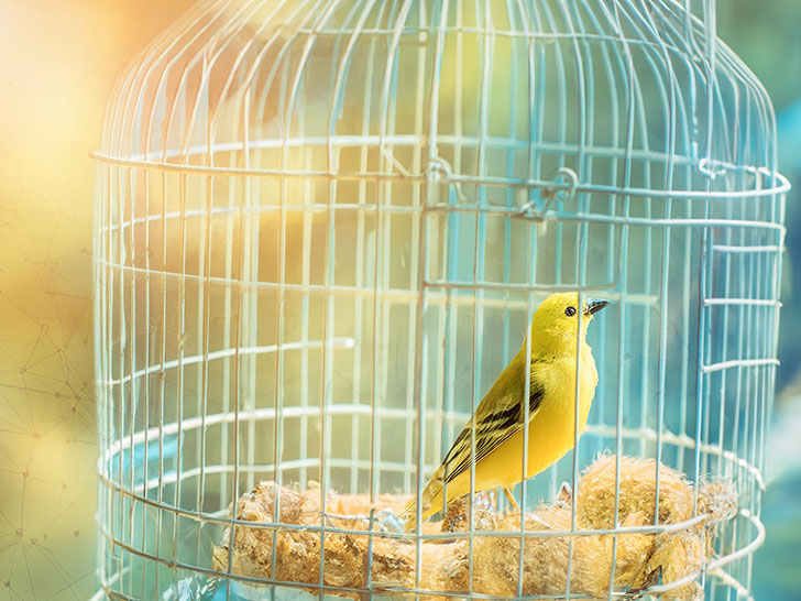 鳥かごの中のかわいい小鳥