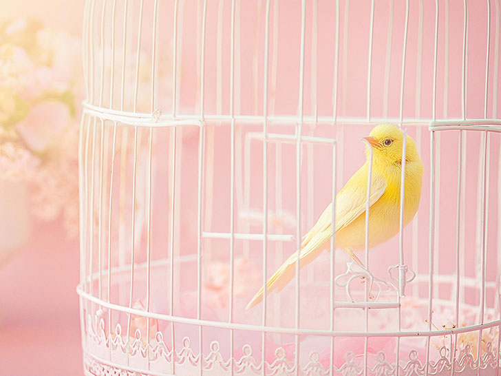 鳥かごの中のかわいい小鳥