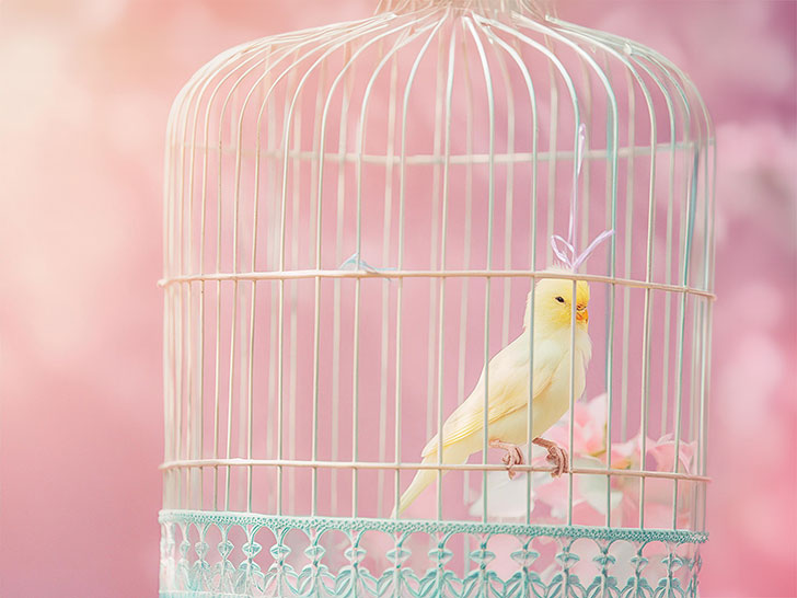 鳥かごの中のかわいい小鳥