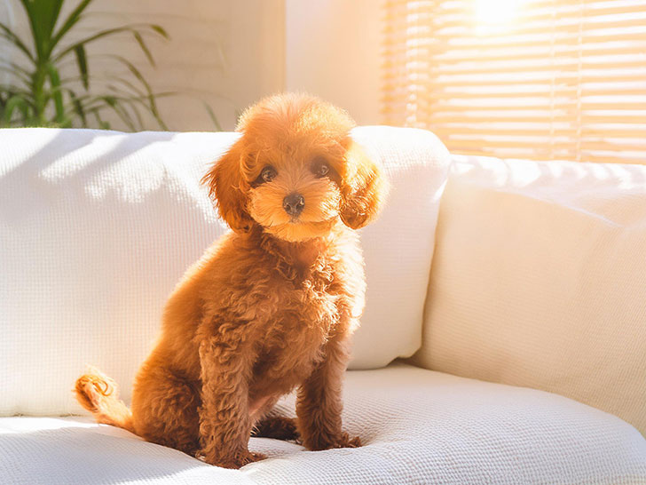 白いソファに座るトイプードルの子犬