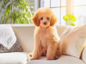 白いソファに座るトイプードルの子犬