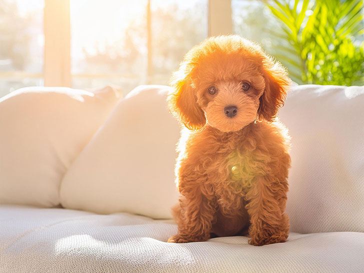 白いソファに座るトイプードルの子犬