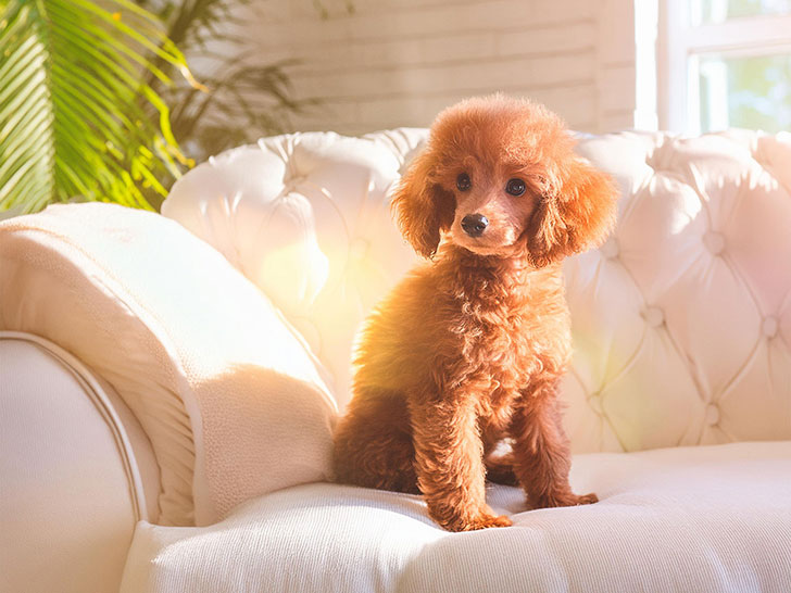 白いソファに座るトイプードルの子犬