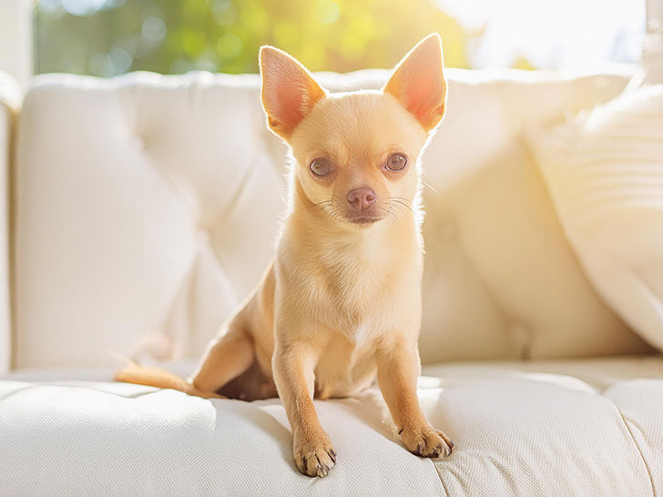 白いソファに座るチワワの子犬