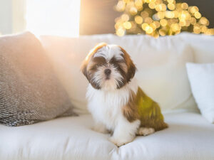 白いソファに座るシーズーの子犬