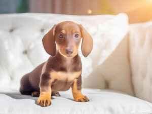 白いソファに座るミニチュアダックスの子犬