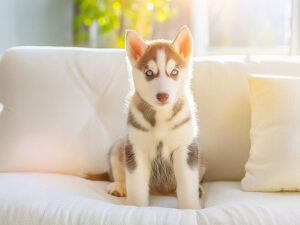 白いソファに座るハスキーの子犬