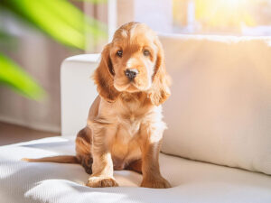 白いソファに座るコッカースパニエルの子犬