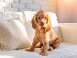 白いソファに座るコッカースパニエルの子犬