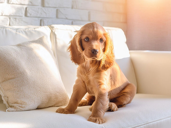 白いソファに座るコッカースパニエルの子犬