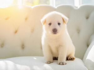 白いソファに座る秋田犬の子犬