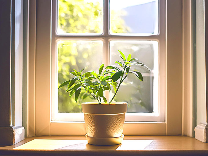 窓辺に置かれた植木鉢