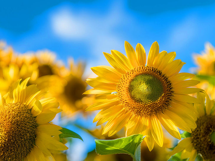 大輪の花が咲き誇る満開のひまわり畑