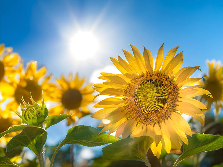 大輪の花が咲き誇る満開のひまわり畑