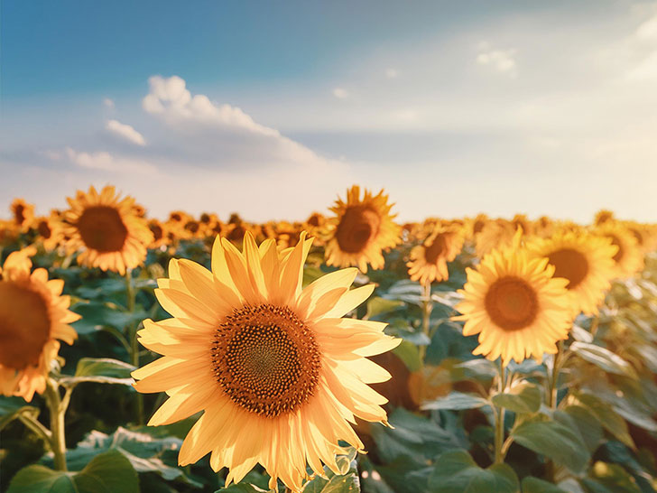 大輪の花が咲き誇る満開のひまわり畑