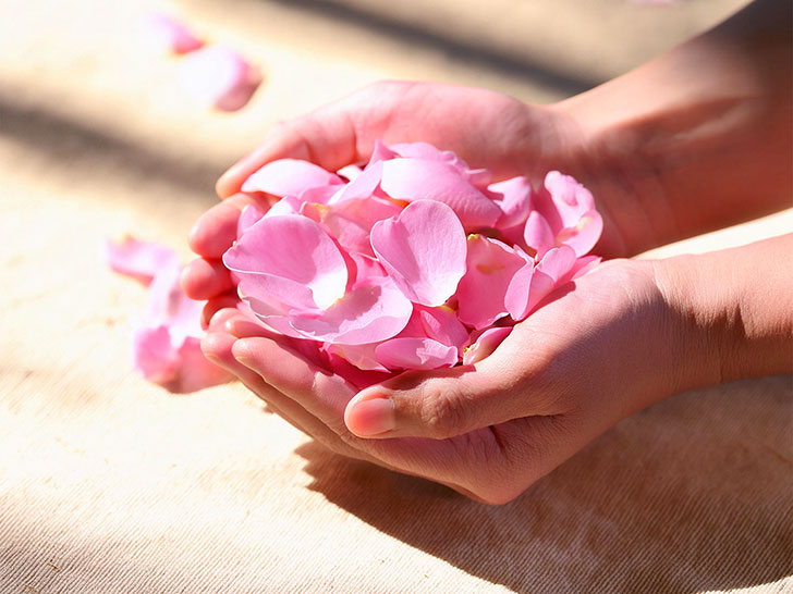 両手いっぱいのピンク色の花びら