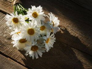 木の床の上に置かれた白いひなぎくの花束