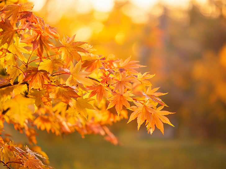 赤く紅葉したもみじの葉