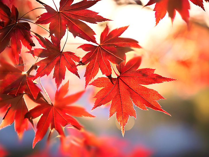 赤く高揚したもみじの葉