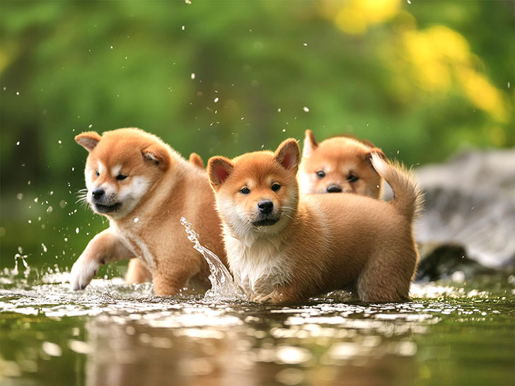 川で水遊びをする柴犬の子犬