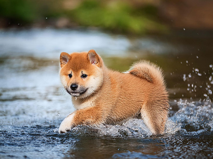 川で水遊びをする柴犬の子犬